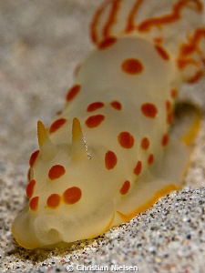 Nudibranch on a night dive in Komodo.
Olympus E330, 50mm... by Christian Nielsen 